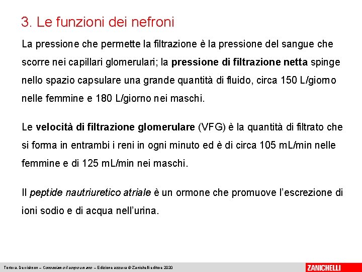 3. Le funzioni dei nefroni La pressione che permette la filtrazione è la pressione