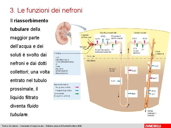 3. Le funzioni dei nefroni Il riassorbimento tubulare della maggior parte dell’acqua e dei
