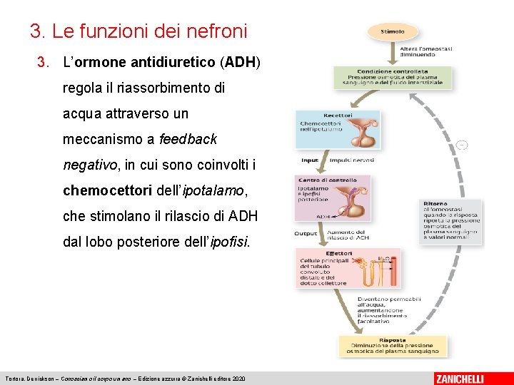 3. Le funzioni dei nefroni 3. L’ormone antidiuretico (ADH) regola il riassorbimento di acqua