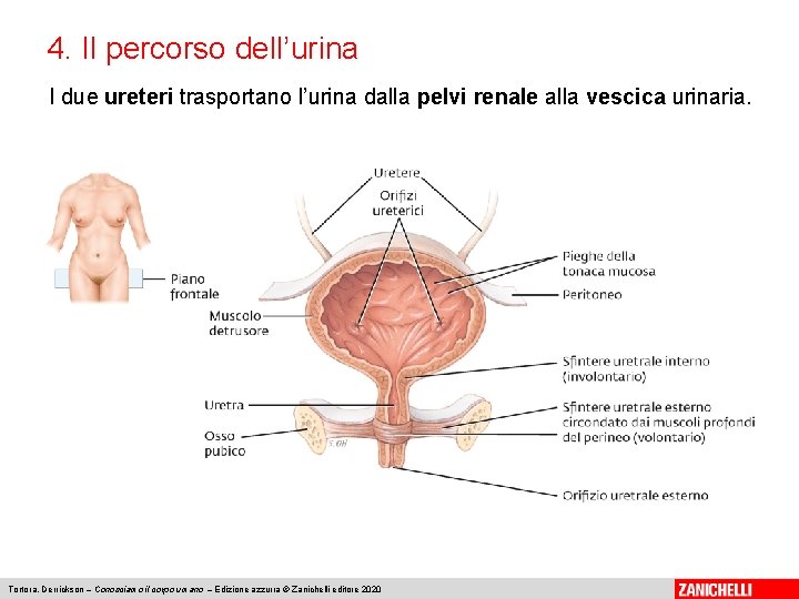 4. Il percorso dell’urina I due ureteri trasportano l’urina dalla pelvi renale alla vescica