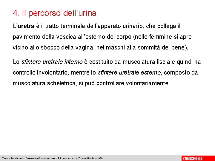 4. Il percorso dell’urina L’uretra è il tratto terminale dell’apparato urinario, che collega il