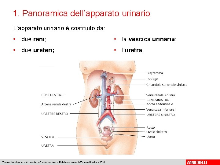 1. Panoramica dell’apparato urinario L’apparato urinario è costituito da: • due reni; • la