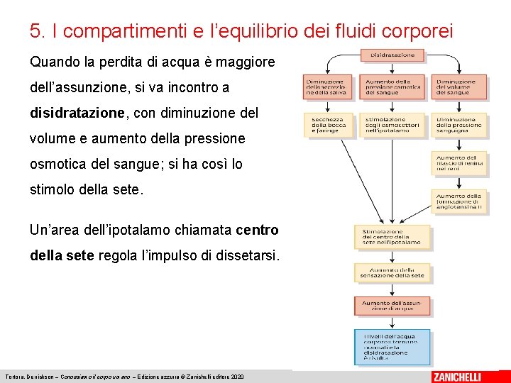 5. I compartimenti e l’equilibrio dei fluidi corporei Quando la perdita di acqua è