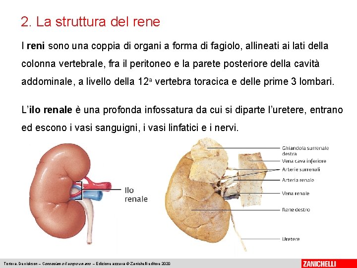 2. La struttura del rene I reni sono una coppia di organi a forma