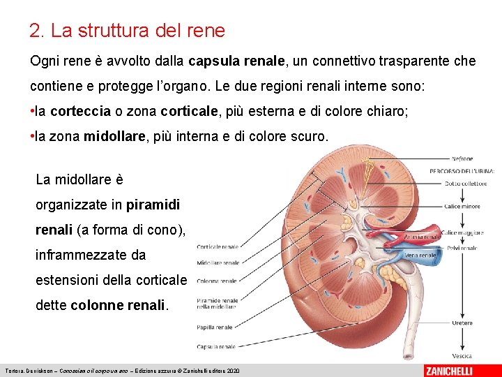 2. La struttura del rene Ogni rene è avvolto dalla capsula renale, un connettivo