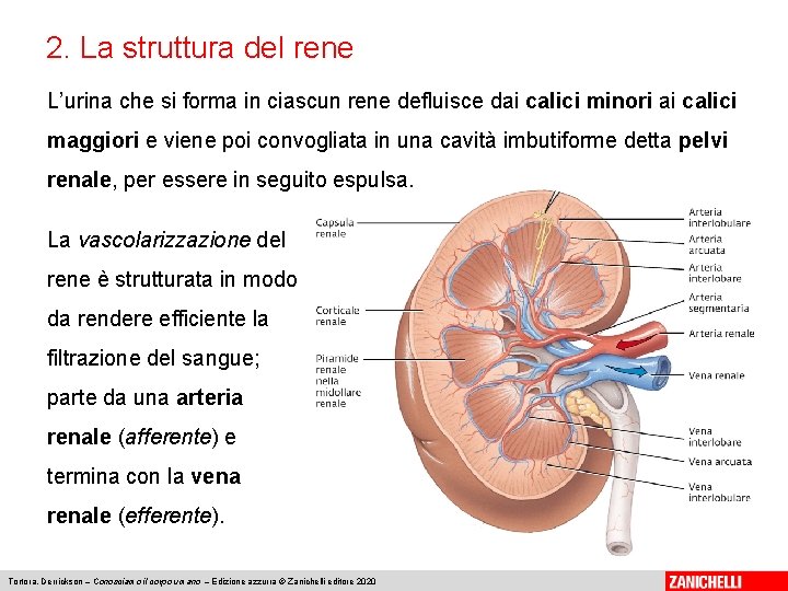 2. La struttura del rene L’urina che si forma in ciascun rene defluisce dai