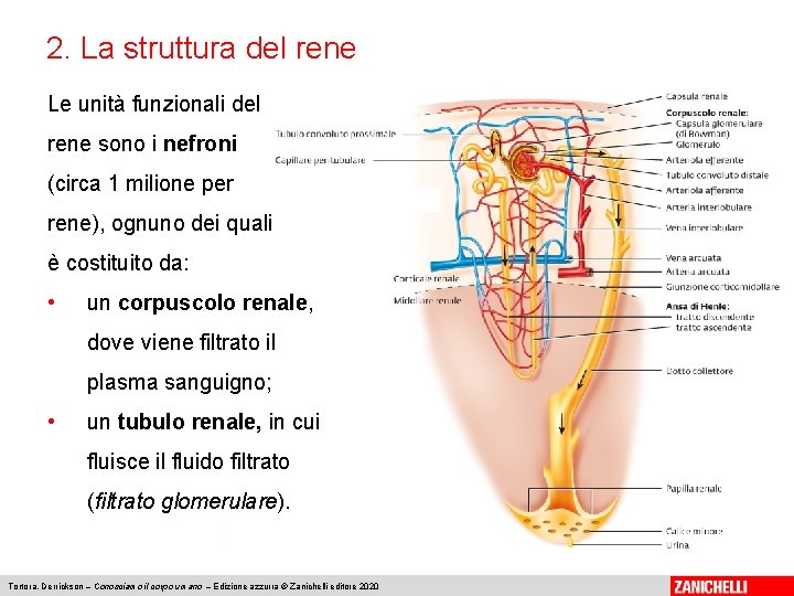 2. La struttura del rene Le unità funzionali del rene sono i nefroni (circa