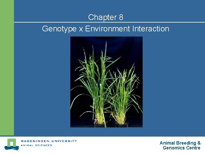 Chapter 8 Genotype x Environment Interaction Animal Breeding & Genomics Centre 