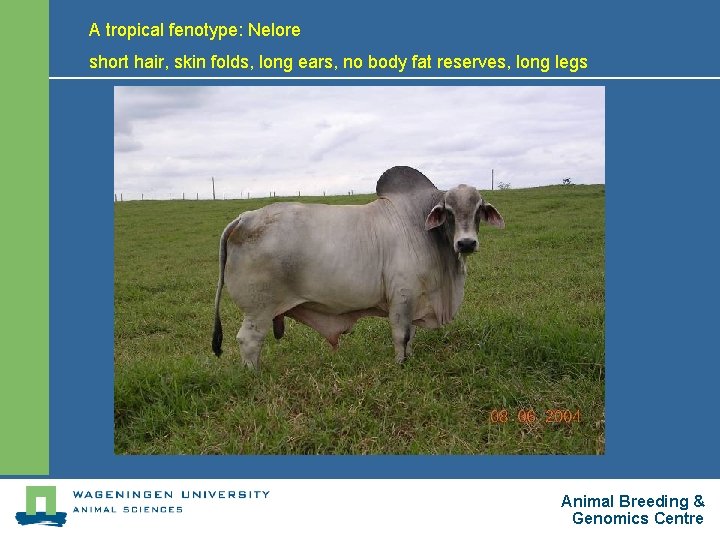 A tropical fenotype: Nelore short hair, skin folds, long ears, no body fat reserves,