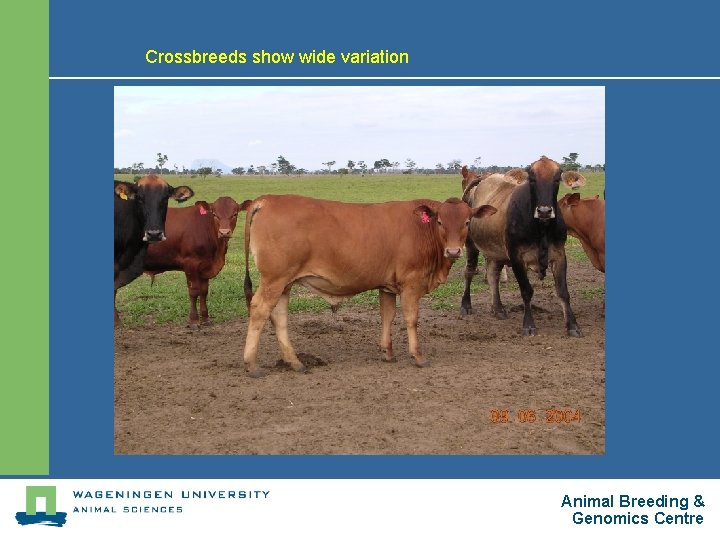 Crossbreeds show wide variation Animal Breeding & Genomics Centre 