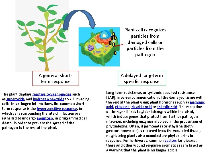 Plant cell recognizes particles from damaged cells or particles from the pathogen A general