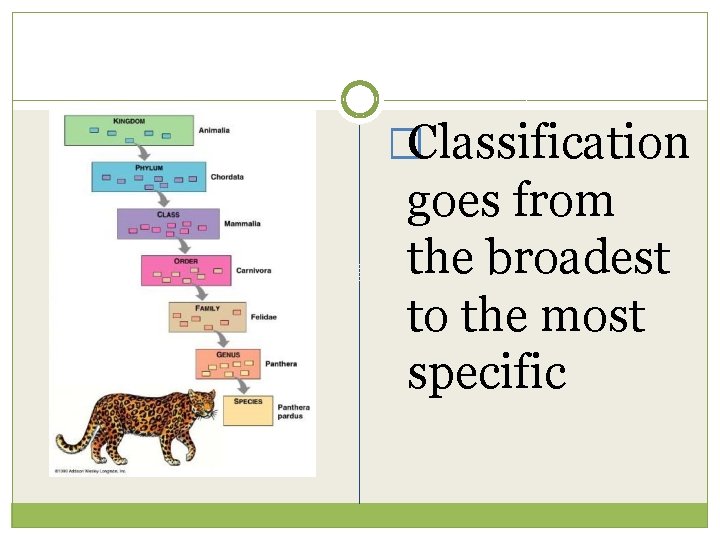 �Classification goes from the broadest to the most specific 