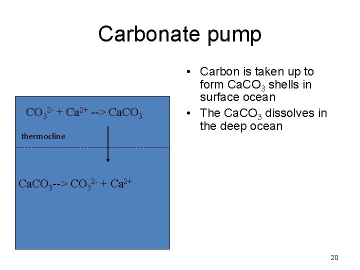 Carbonate pump CO 32 - + Ca 2+ --> Ca. CO 3 thermocline •