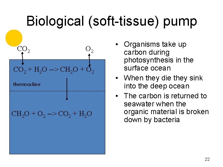 Biological (soft-tissue) pump CO 2 + H 2 O --> CH 2 O +