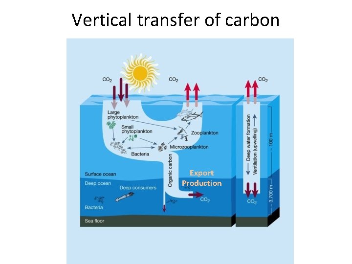 Vertical transfer of carbon Export Production 