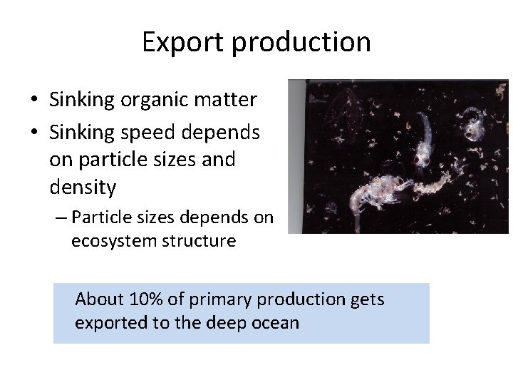 Export production • Sinking organic matter • Sinking speed depends on particle sizes and