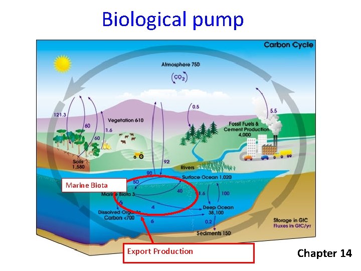 Biological pump Marine Biota Export Production Chapter 14 