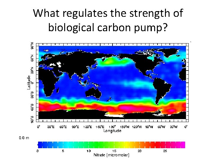 What regulates the strength of biological carbon pump? 