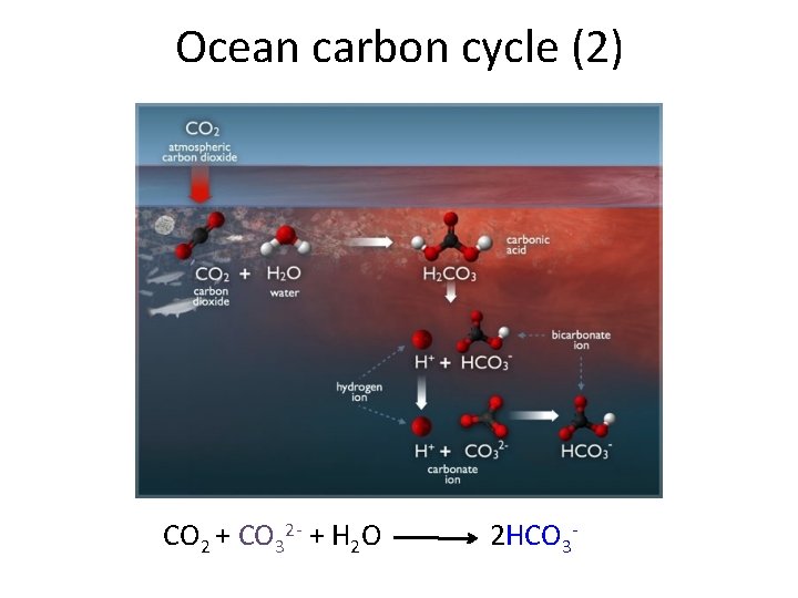Ocean carbon cycle (2) CO 2 + CO 32 - + H 2 O
