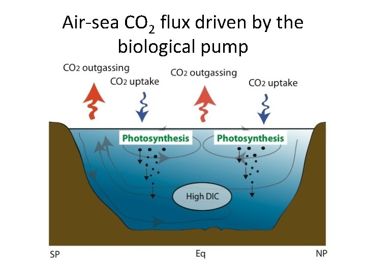 Air-sea CO 2 flux driven by the biological pump 
