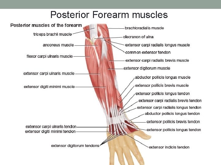Posterior Forearm muscles 