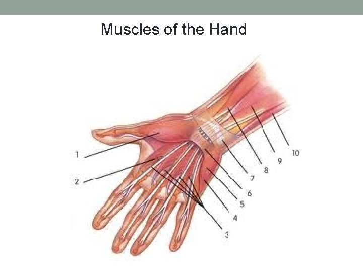 Muscles of the Hand 