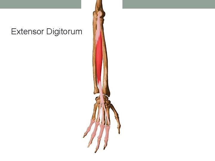 Extensor Digitorum 