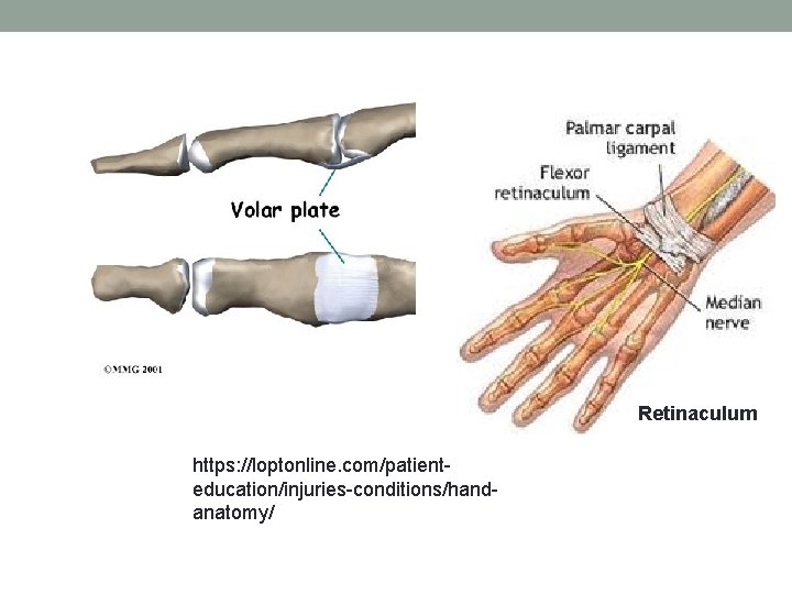 Retinaculum https: //loptonline. com/patienteducation/injuries-conditions/handanatomy/ 
