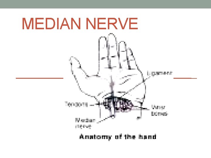 MEDIAN NERVE 