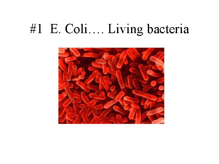 #1 E. Coli…. Living bacteria 