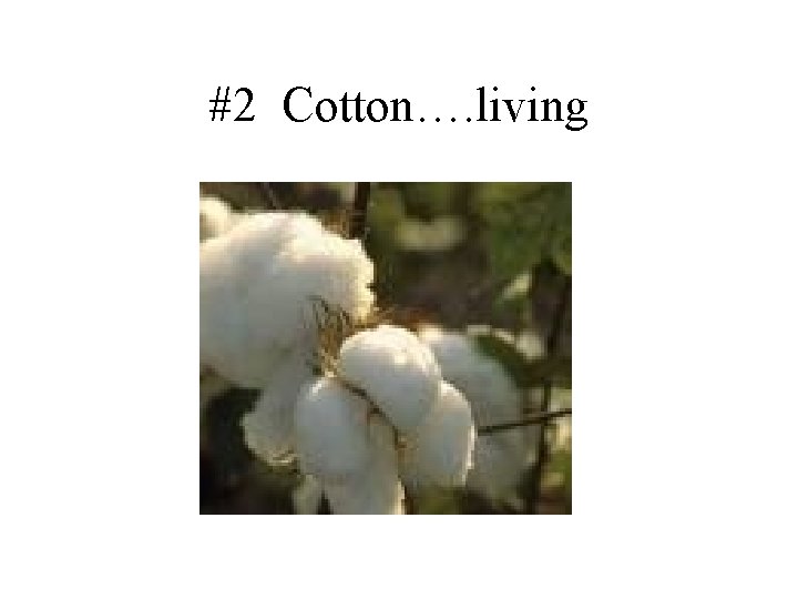 #2 Cotton…. living 