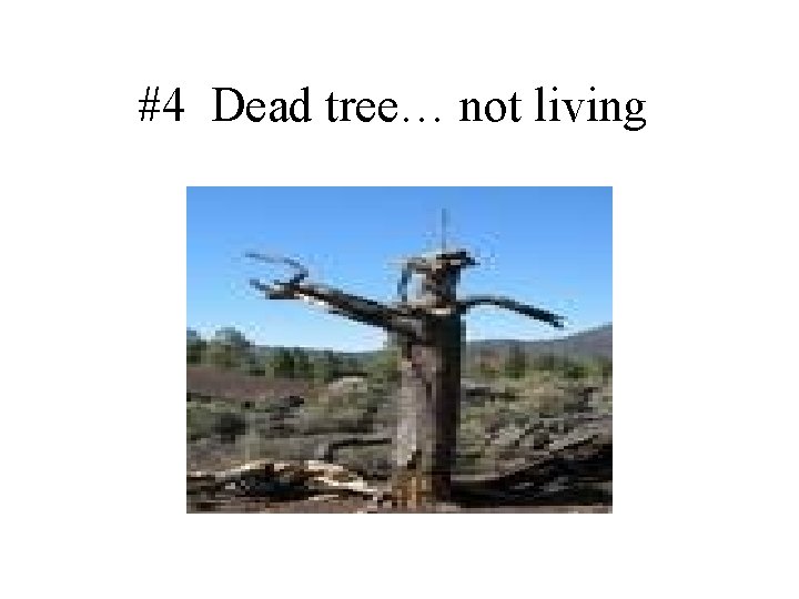 #4 Dead tree… not living 