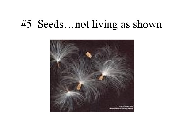 #5 Seeds…not living as shown 