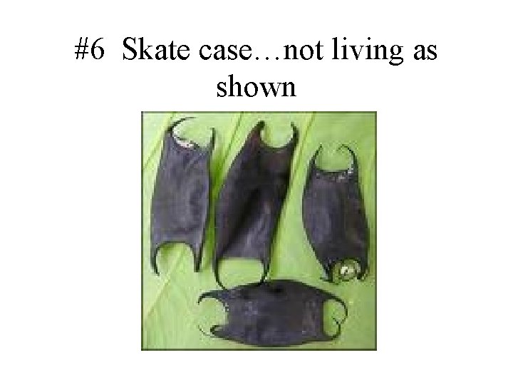 #6 Skate case…not living as shown 