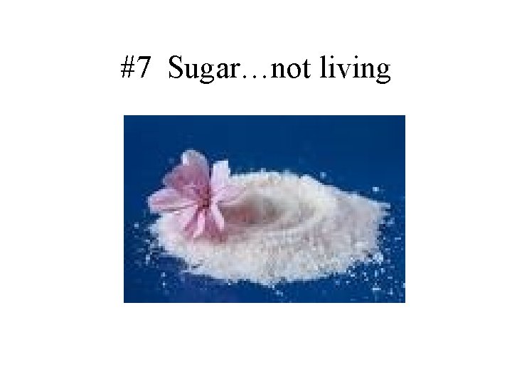 #7 Sugar…not living 