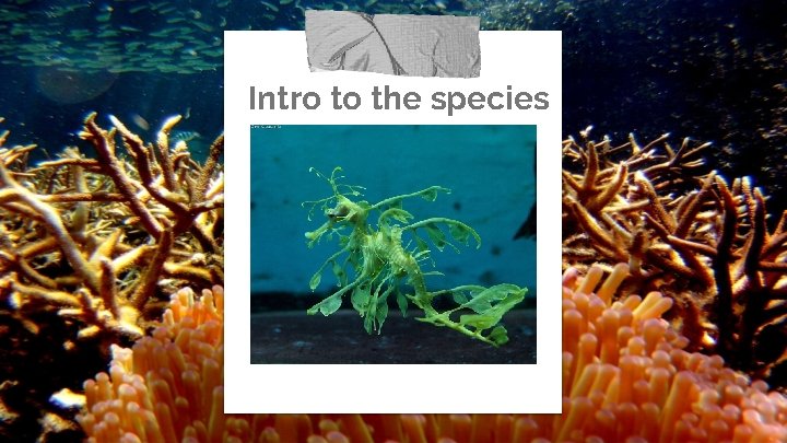 Intro to the species - 