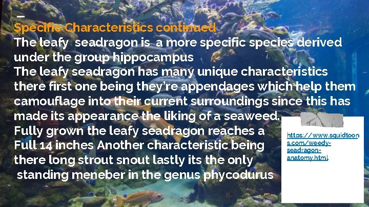 Specific Characteristics continued The leafy seadragon is a more specific species derived under the