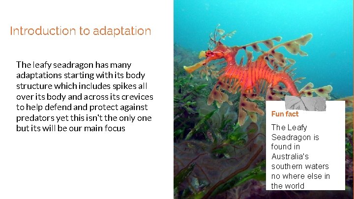 Introduction to adaptation The leafy seadragon has many adaptations starting with its body structure