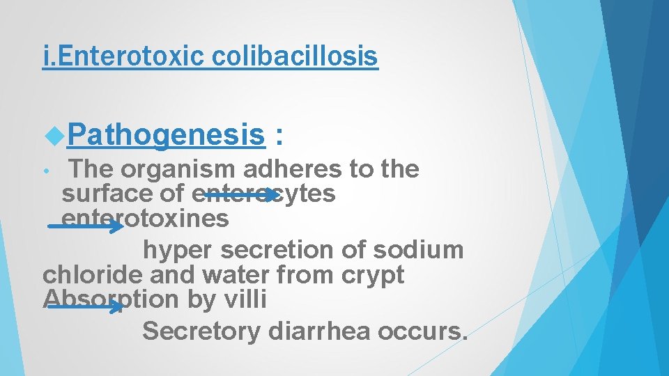 i. Enterotoxic colibacillosis Pathogenesis : • The organism adheres to the surface of enterocytes