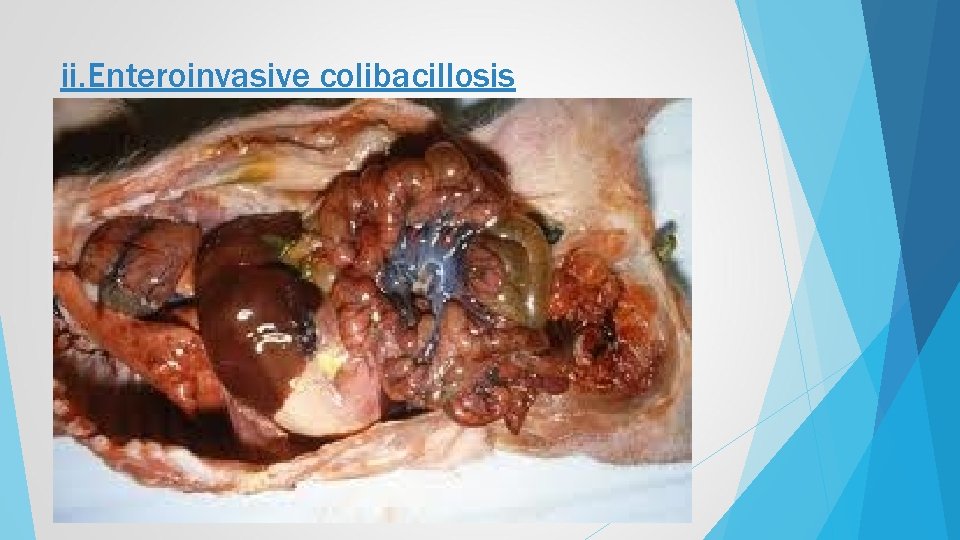 ii. Enteroinvasive colibacillosis 