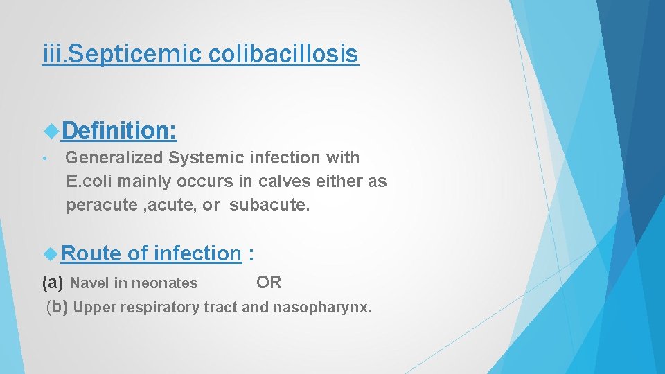 iii. Septicemic colibacillosis Definition: • Generalized Systemic infection with E. coli mainly occurs in