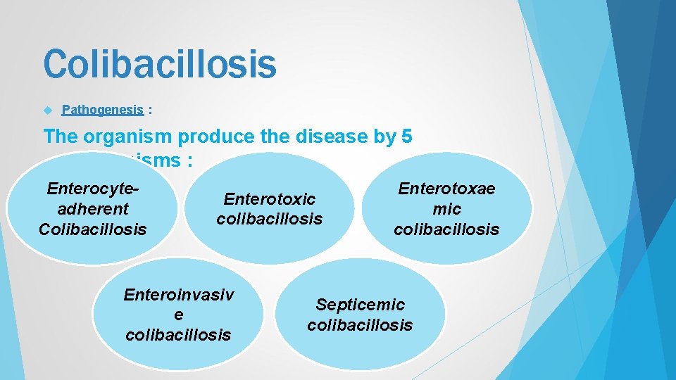 Colibacillosis Pathogenesis : The organism produce the disease by 5 mechanisms : Enterocyteadherent Colibacillosis