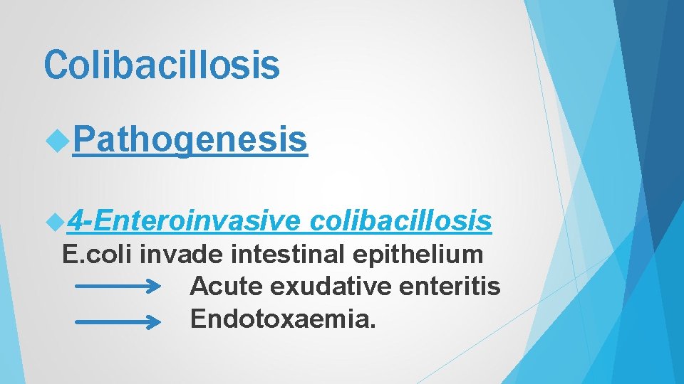 Colibacillosis Pathogenesis 4 -Enteroinvasive colibacillosis E. coli invade intestinal epithelium Acute exudative enteritis Endotoxaemia.