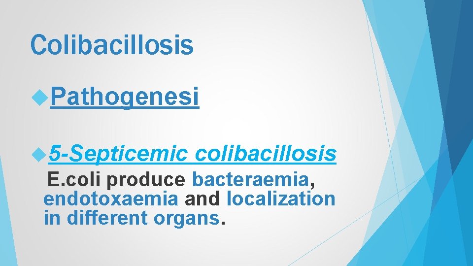 Colibacillosis Pathogenesi 5 -Septicemic colibacillosis E. coli produce bacteraemia, endotoxaemia and localization in different