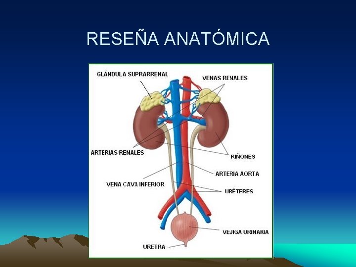 RESEÑA ANATÓMICA 