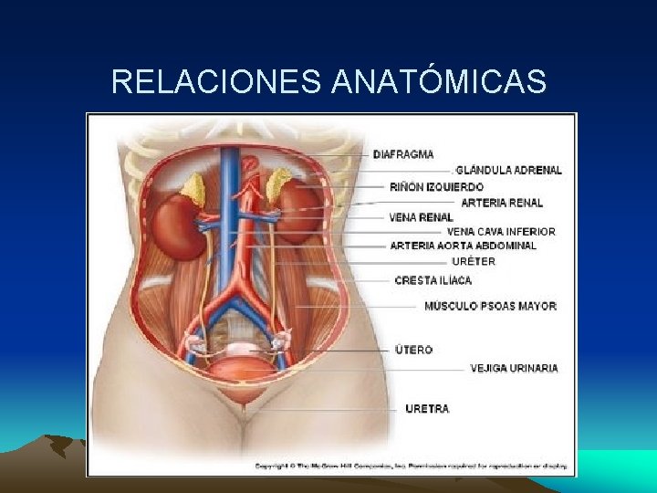 RELACIONES ANATÓMICAS 