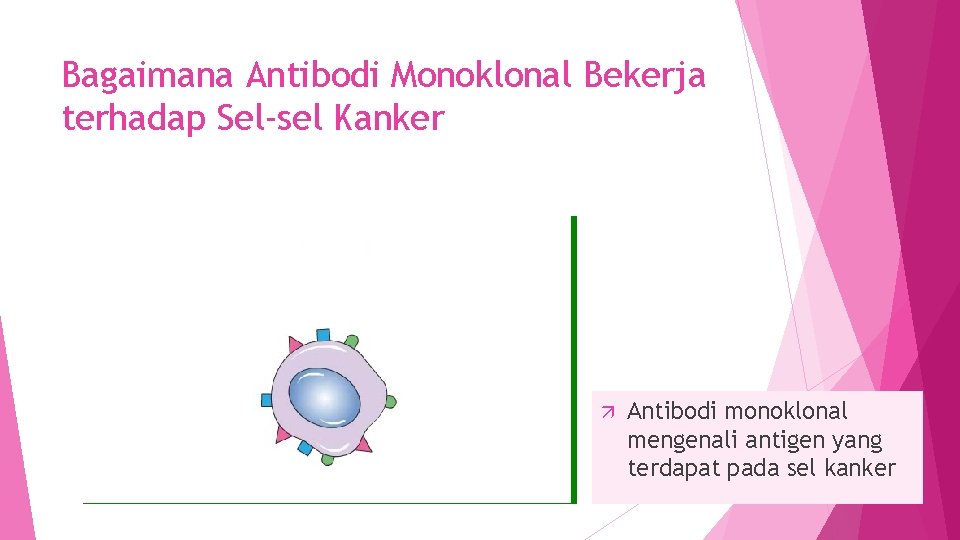 Bagaimana Antibodi Monoklonal Bekerja terhadap Sel-sel Kanker Antibodi monoklonal mengenali antigen yang terdapat pada