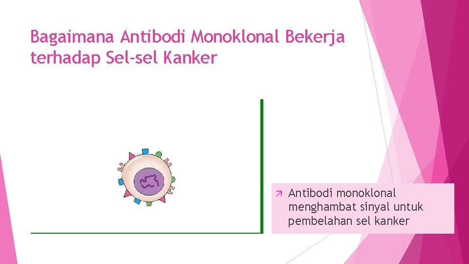 Bagaimana Antibodi Monoklonal Bekerja terhadap Sel-sel Kanker Antibodi monoklonal menghambat sinyal untuk pembelahan sel