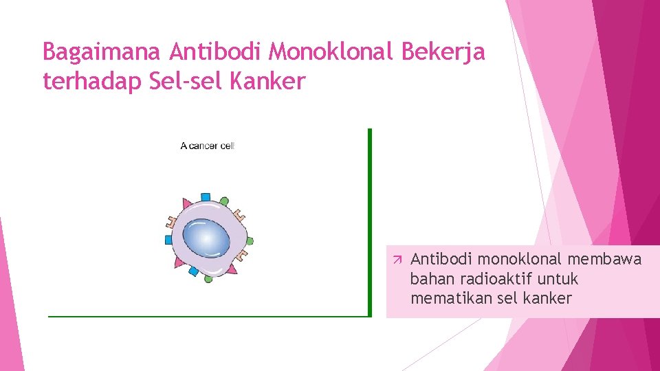 Bagaimana Antibodi Monoklonal Bekerja terhadap Sel-sel Kanker Antibodi monoklonal membawa bahan radioaktif untuk mematikan