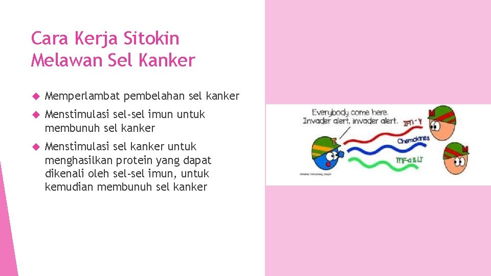 Cara Kerja Sitokin Melawan Sel Kanker Memperlambat pembelahan sel kanker Menstimulasi sel-sel imun untuk